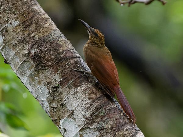 <h3><a href="/trips/costa-rica/biota/animalia/chordata/aves/040 passeriformes/004 furnariidae/dendrocolaptes sanctithomae/dendrocolaptes sanctithomae-nl.html">Dendrocolaptes&nbsp;sanctithomae</a> / Northern&nbsp;barred&nbsp;woodcreeper / Noordelijke&nbsp;gebandeerde&nbsp;muisspecht</h3>OM-1 Mark II met OLYMPUS M.150-400mm F4.5, 1/2000 sec  bij F4.5, ISO 10000, afstand 19.5&nbsp;m